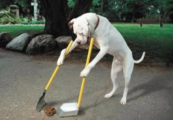 Como Ensinar Comandos Básicos para seu Cão – Passo a Passo