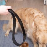 Como punir corretamente seu cachorro em casa
