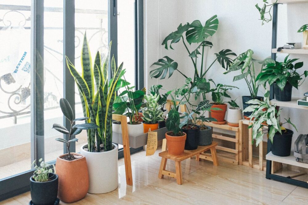 Cinco plantas ideais para cultivar dentro de casa