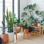 Cinco plantas ideais para cultivar dentro de casa