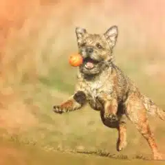 1. A Incrível "Bola Maluca"