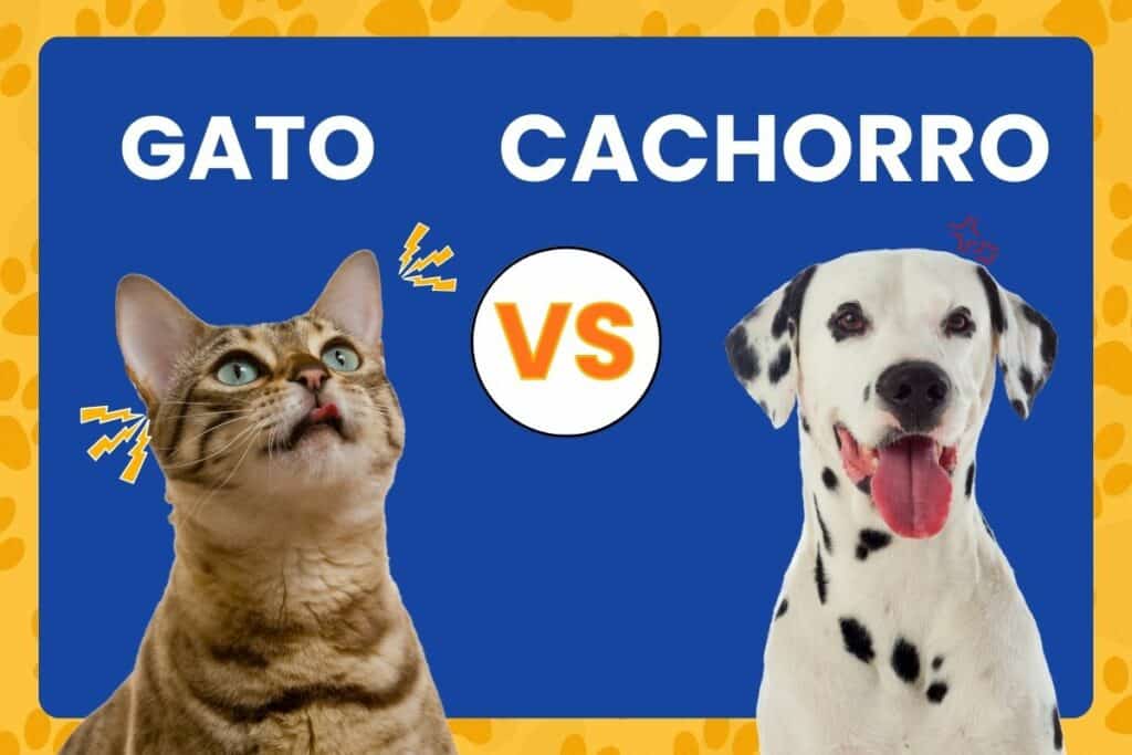 Gato vs Cachorro: Qual é o Animal de Estimação Ideal para Você?
